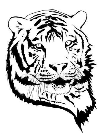 340x450 Tiger Drawing Stock Photo Arztsamui