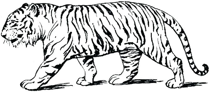 671x296 Unique Tiger Coloring Page Best Of Pages Tigers A Realistic