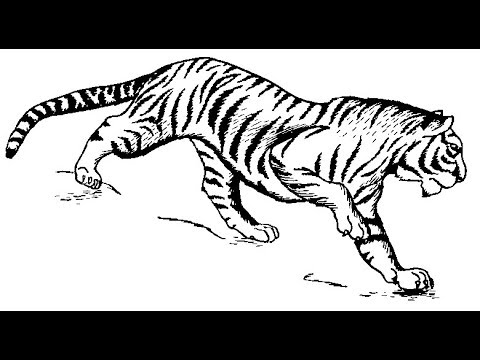 480x360 Very Easy How To Draw A Tiger Step By Step Draw For Kids