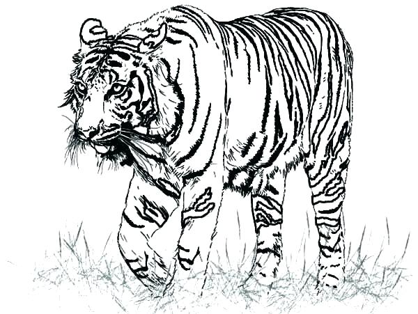 600x451 Tiger Pictures To Color Interconnect.site