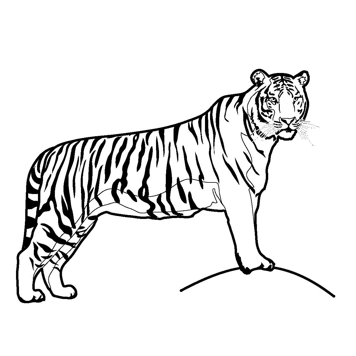 1200x1200 Drawing Of Tiger Pictures 7. How To Draw A Realistic Tiger
