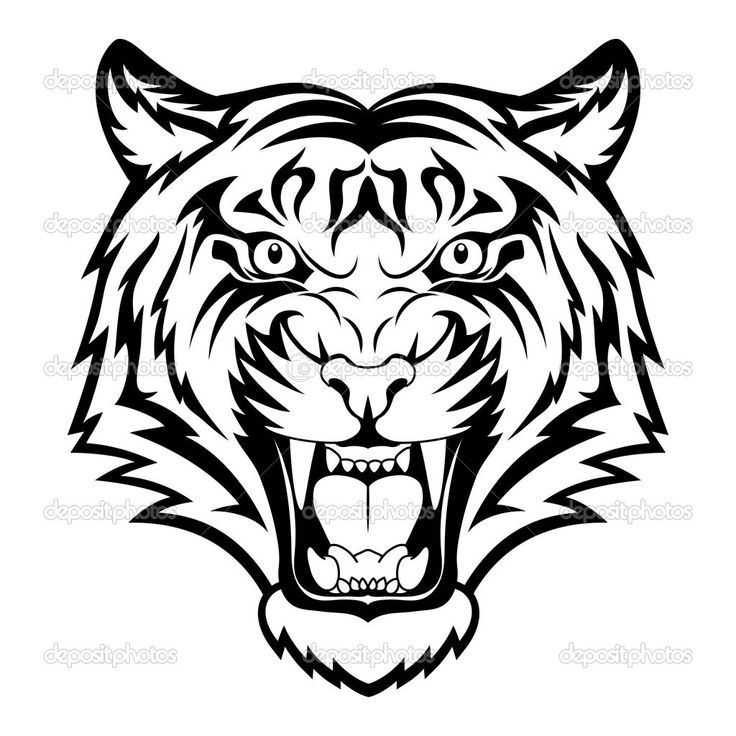 736x736 Pictures Tiger Face Drawing,