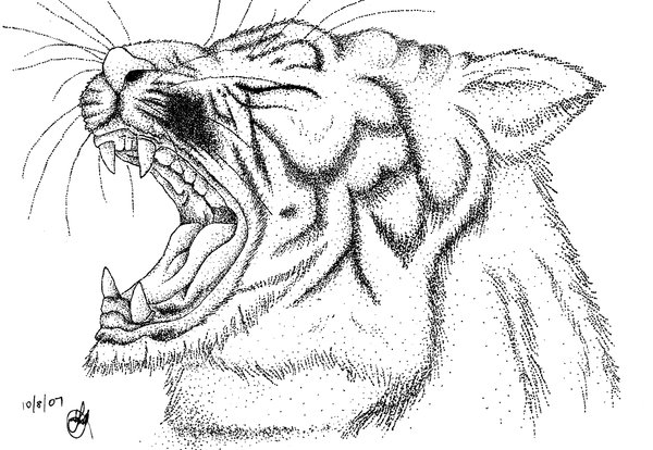 600x414 Roaring Tiger