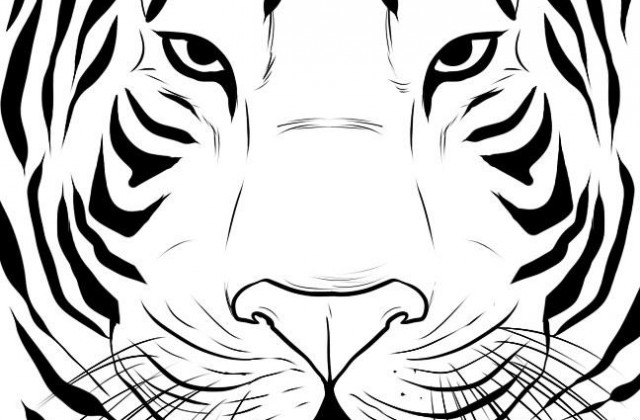 640x420 How To Draw A Tiger Face Step By Rainforest Animals Easy Drawing