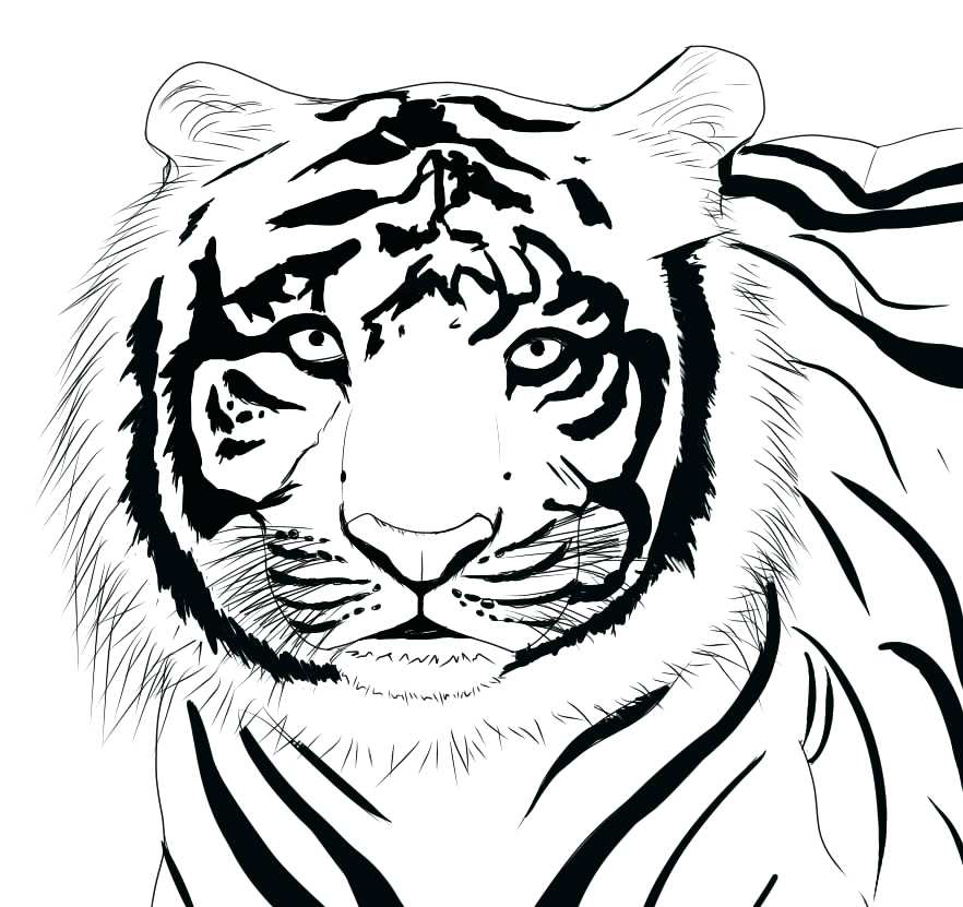 882x831 Siberian Tiger Coloring Page Animal Face Drawing Cool Easy