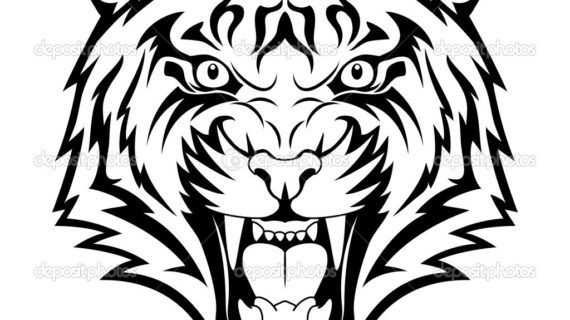 570x320 Simple Tiger Face Drawing White Tiger Drawings White Tiger Face