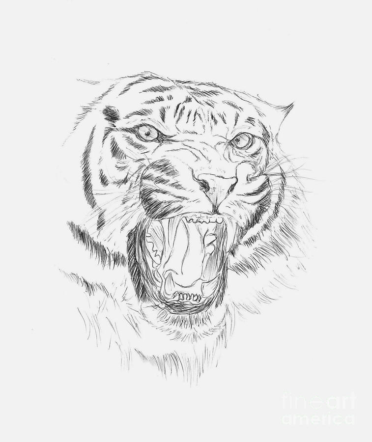 Tigers Face Drawing at GetDrawings | Free download