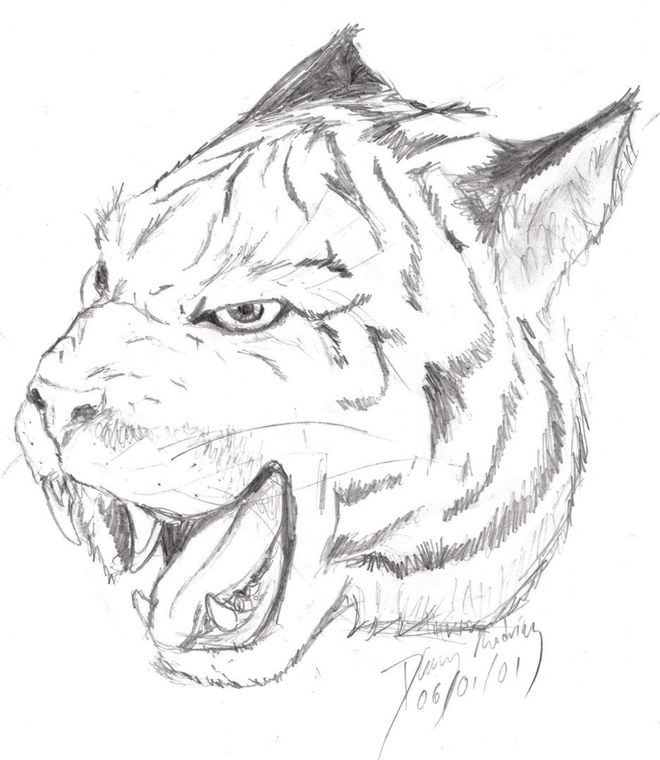 936x1078 Tiger Face By Firedolphin