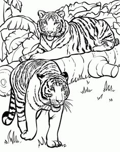 236x300 How To Draw A Bengal Tiger, Draw Tigers, Step By Step, Safari