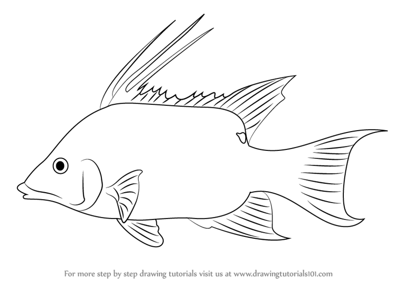 800x566 Learn How To Draw A Mojarra (Fishes) Step By Step Drawing