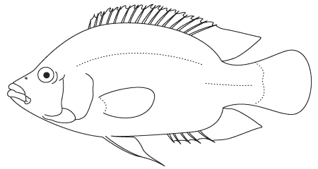 The best free Cichlid drawing images. Download from 7 free drawings of ...