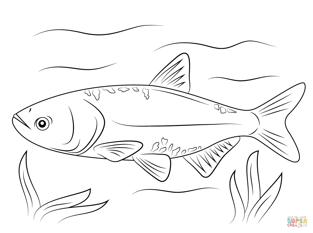 1199x894 Bighead Carp Coloring Page Free Printable Coloring Pages