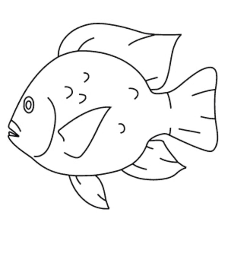 Tilapia Drawing at GetDrawings | Free download