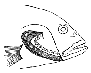 300x240 Fish Culture In Central East Africa