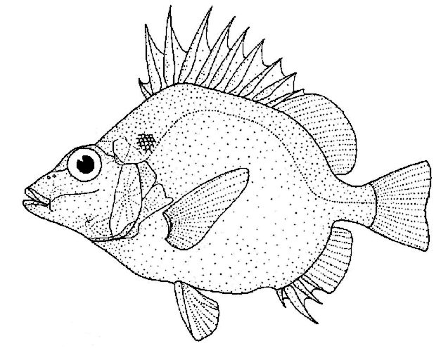 627x495 Japanese Armorhead Pentaceros Japonicus