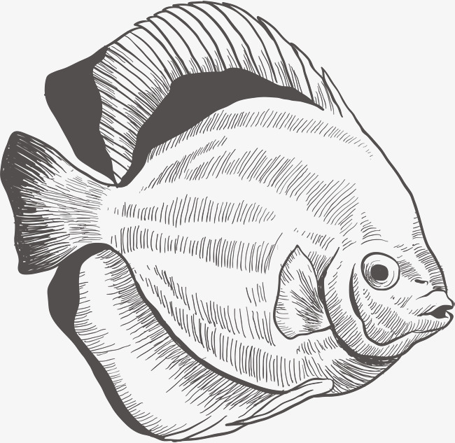 650x633 The Spanish Mackerel, Vector Png, Platax Teira, Turbot Png