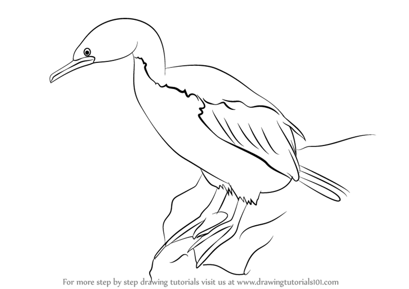 800x566 Learn How To Draw A Rough Faced Shag (Birds) Step By Step