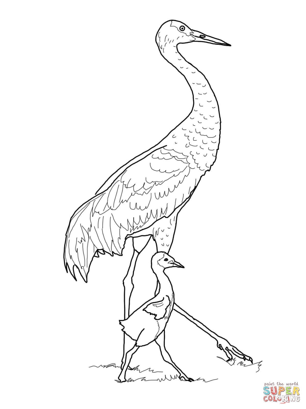 1200x1600 Sandhill Crane Coloring Pages To Tiny Print Page Cute Chick 2 300