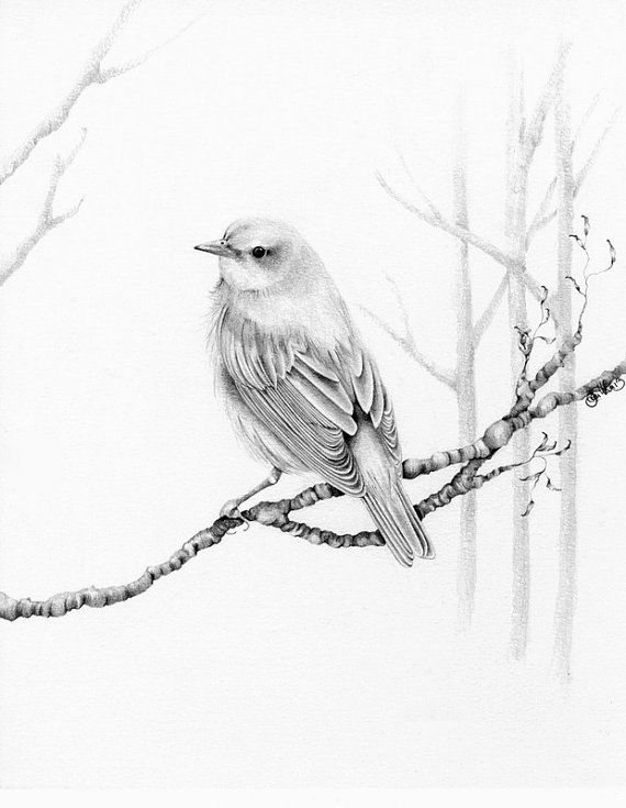 570x735 Bird Drawing Giclee Fine Art Print Of My Original Pencil Drawing