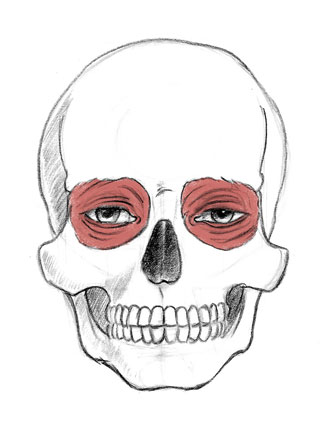 334x422 Sonjebasaland Anatomy