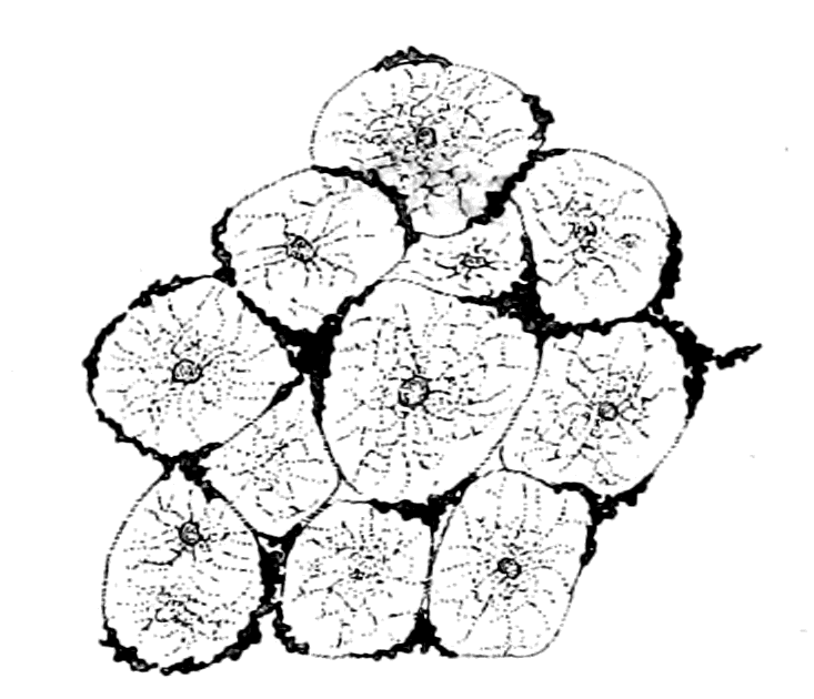 733x630 Fileorigin Of Vertebrates Fig 092.png