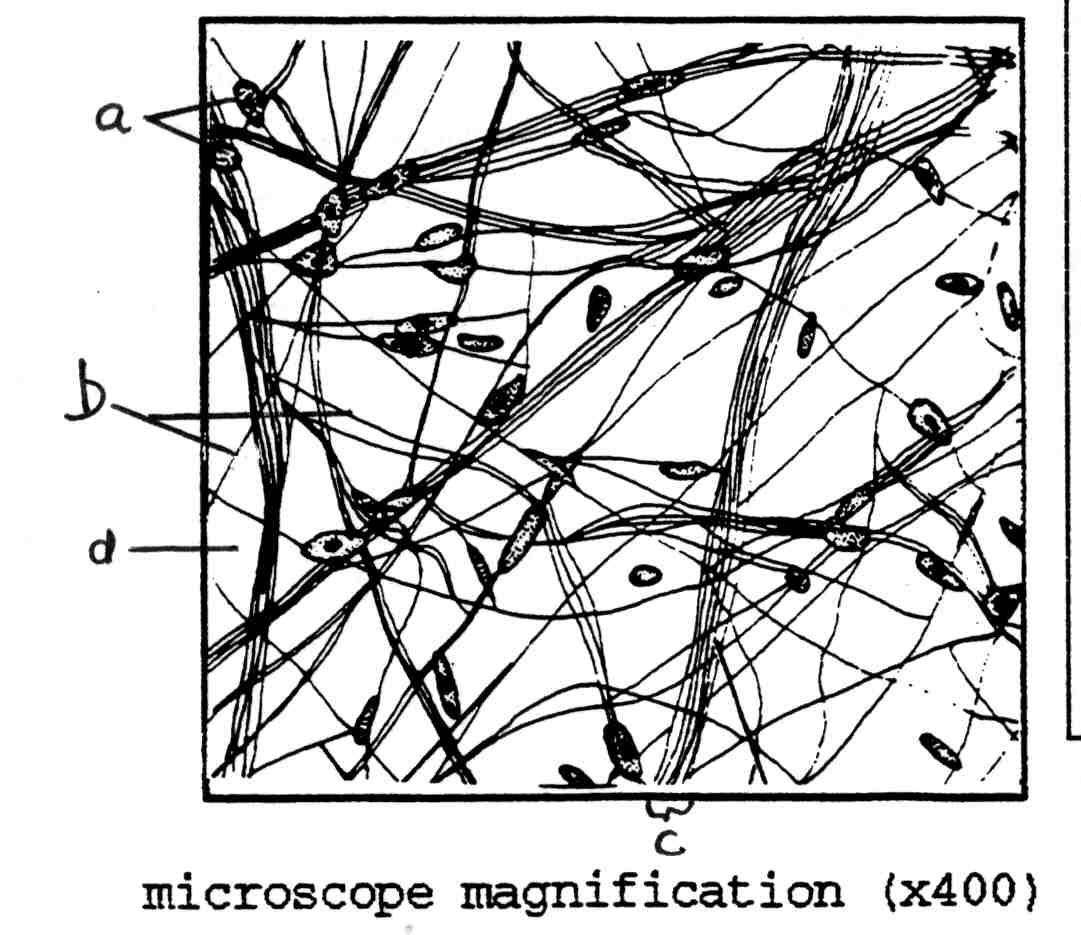 1081x935 Histology Lab With Answers