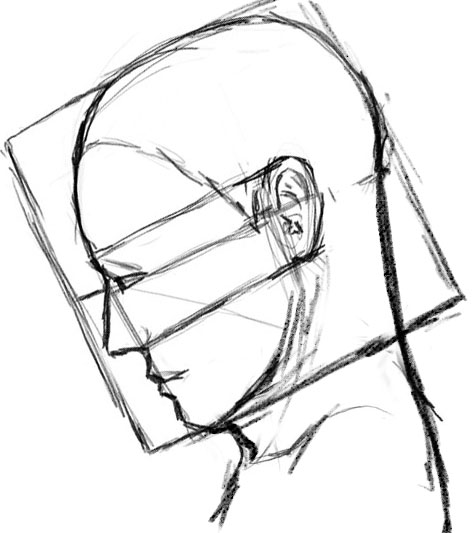 474x533 The Human Adult Head