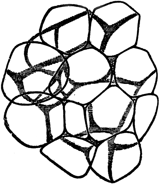 553x640 Adipose Tissue Clipart Etc