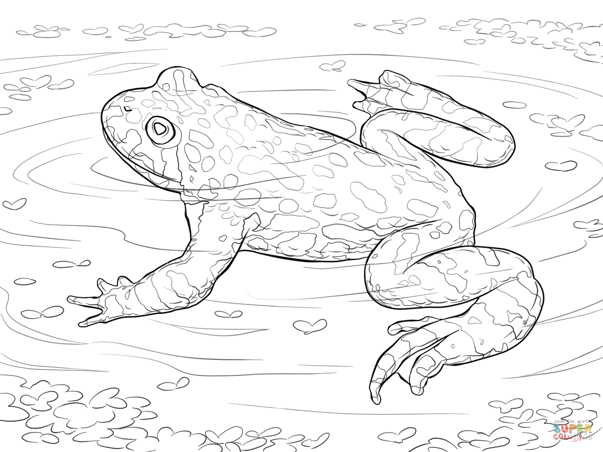 1199x899 Oriental Fire Bellied Toad Coloring Page Free Printable Coloring