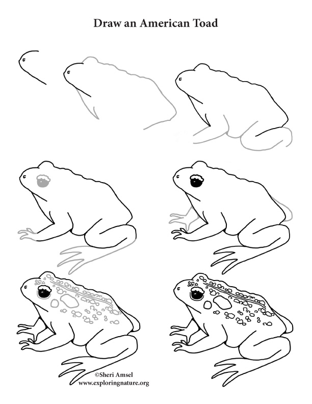 612x792 Toad (American) Drawing Lesson