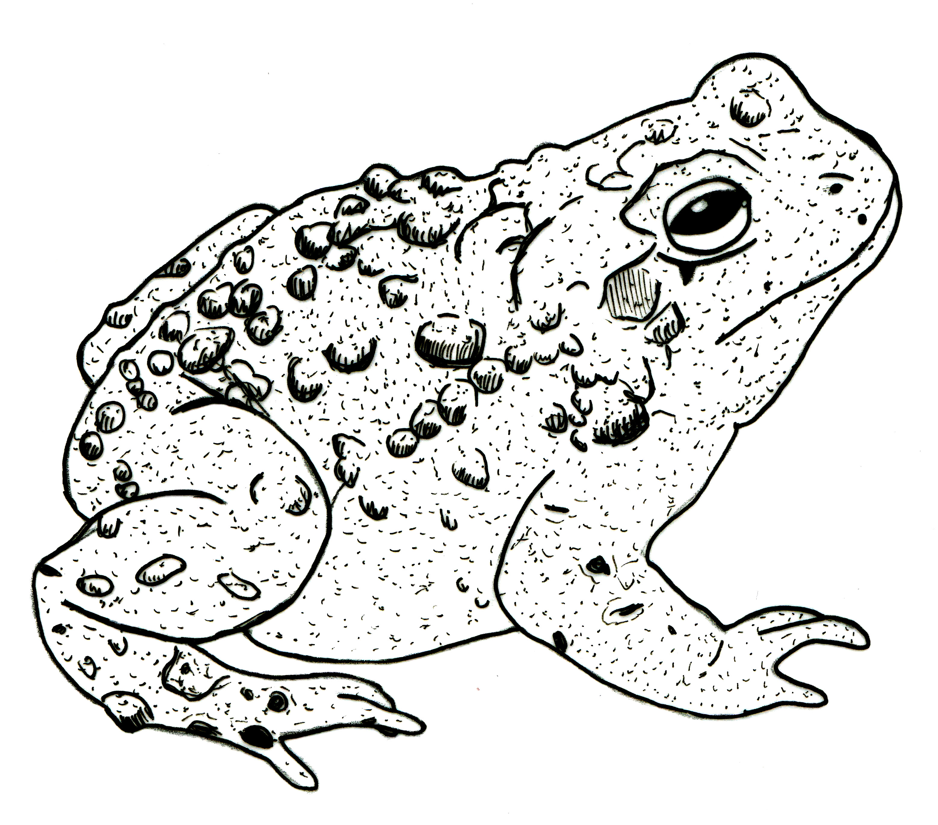 Toad Sketch Coloring Page
