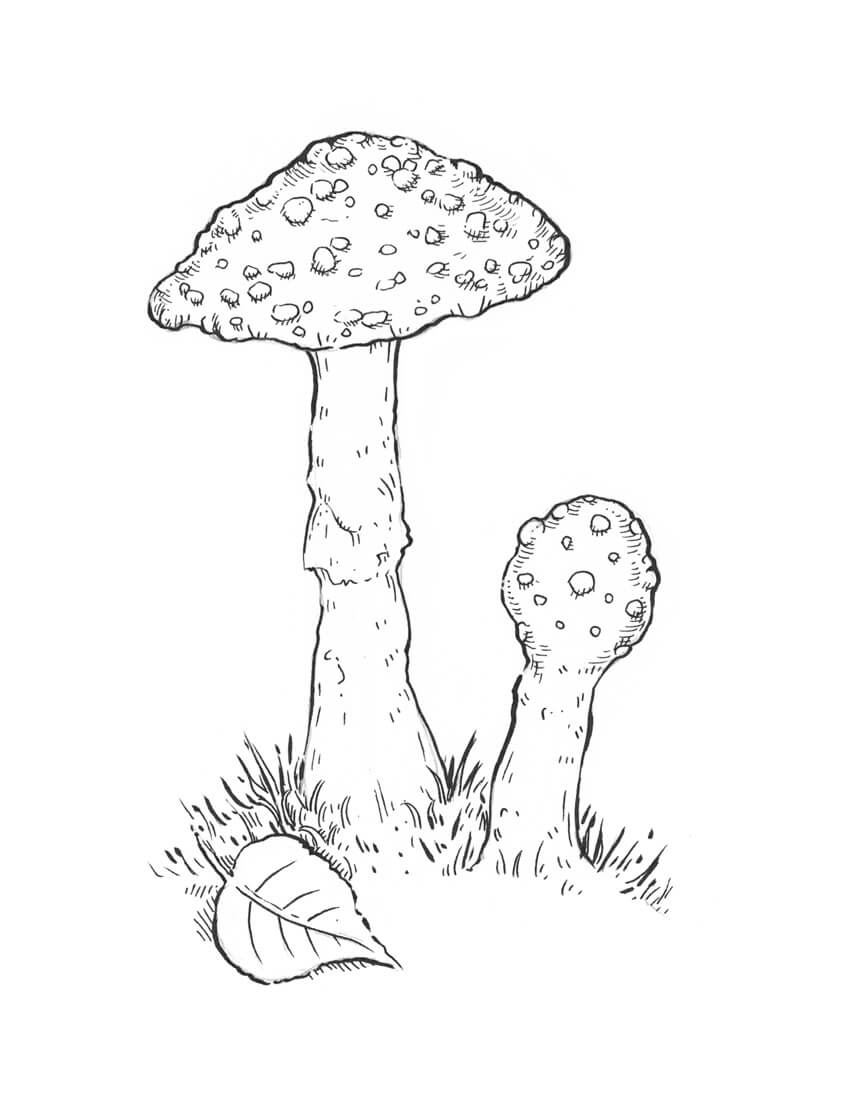 850x1097 How To Draw A Mushroom