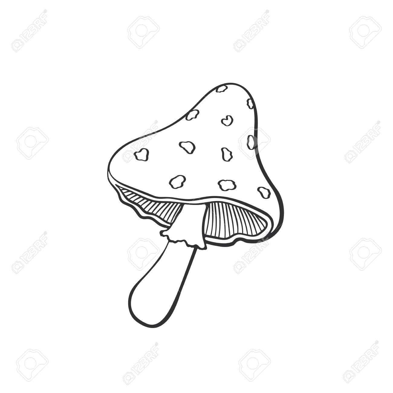 1300x1300 Vector Illustration. Amanita Mushroom. Poisonous Toadstool Fly