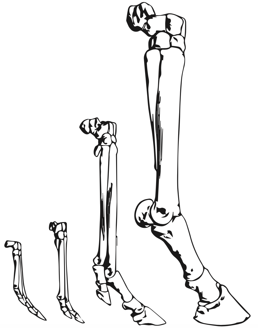 1038x1320 Why Horses Evolved To Have Only One Toe Inverse