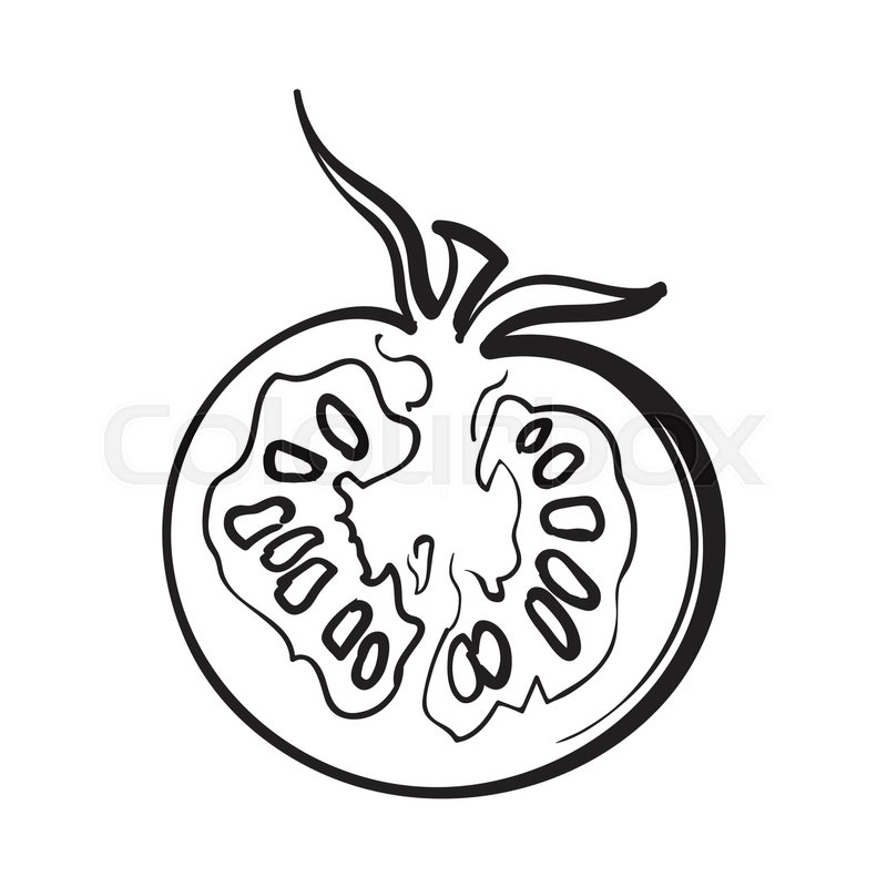800x800 Sketch Style Drawing Of Ripe Half Tomato, Vector Illustration