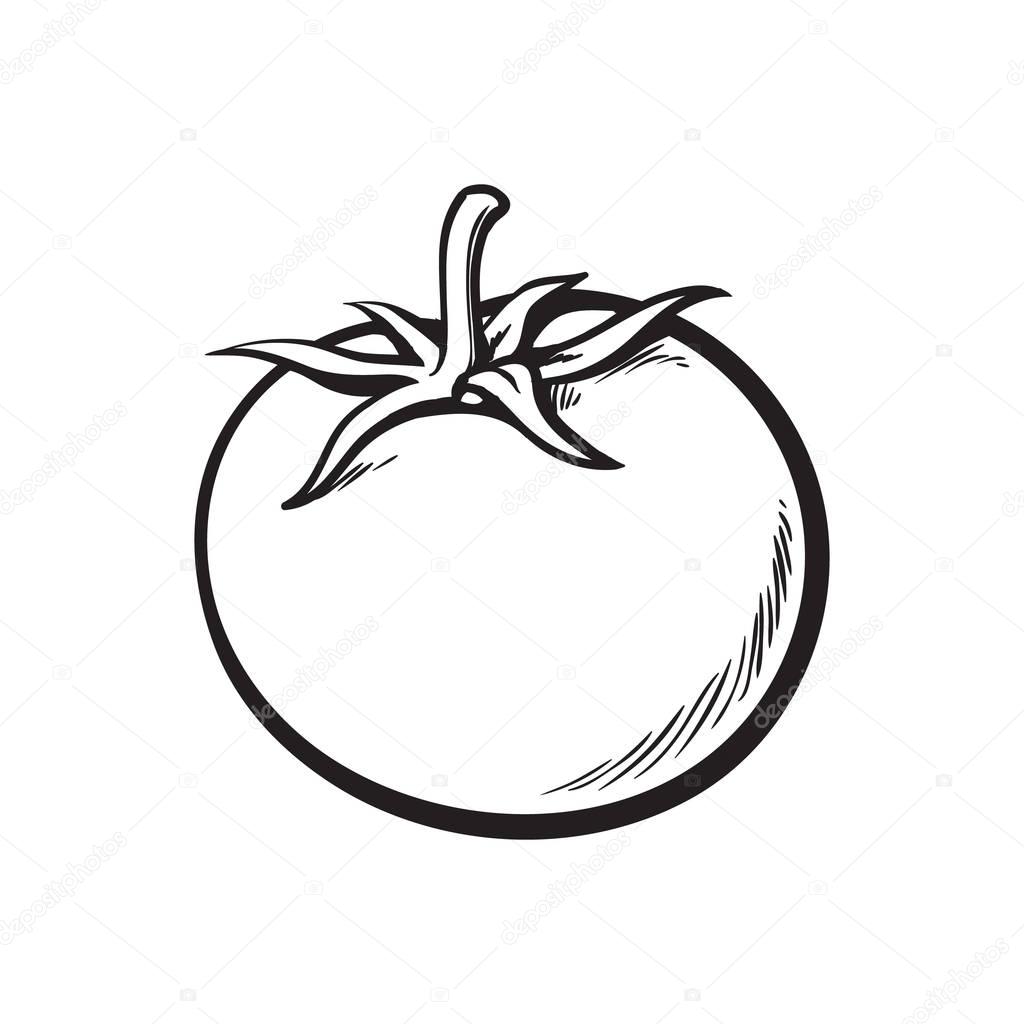 1024x1024 Sketch Style Drawing Of Shiny Ripe Tomato Stock Vector