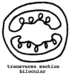 252x264 Tomato Fruit Anatomy