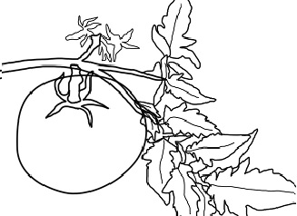 327x238 Tomato Sketch 1 By Susan0324
