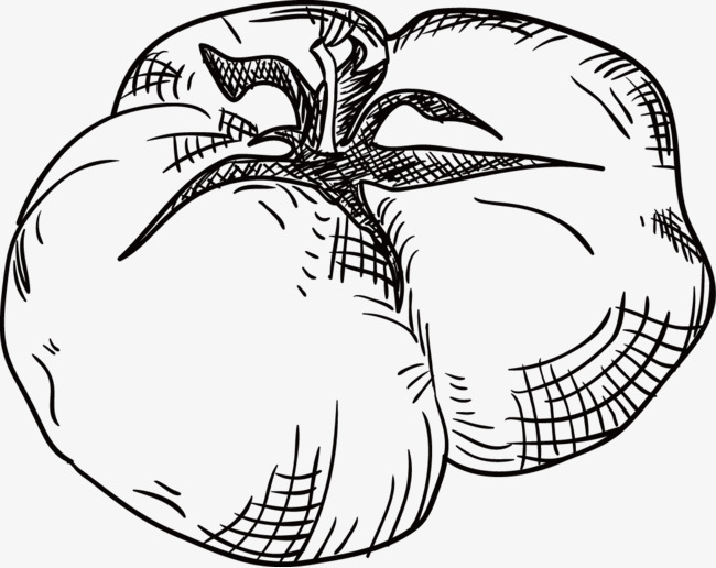650x516 Tomato Vector, Sketch, Stick Figure, Black And White Painting Png