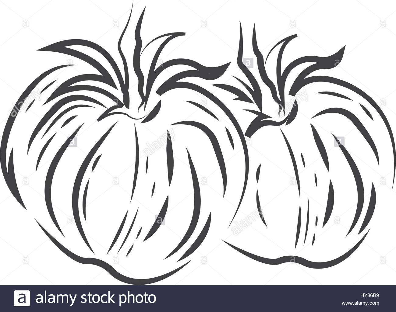 1300x1026 Two Tomato Drawing Icon Stock Vector Art Amp Illustration, Vector