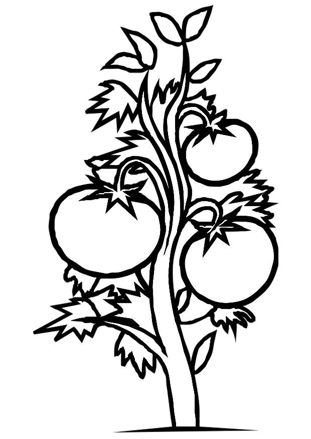 620x875 Coloring Page Tomato Plant