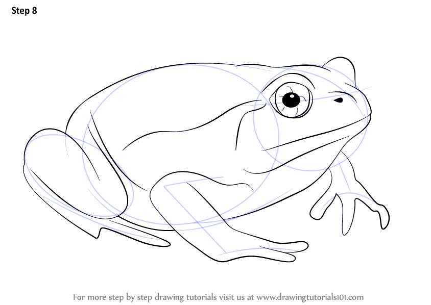 844x598 Learn How To Draw A Tomato Frog (Amphibians) Step By Step