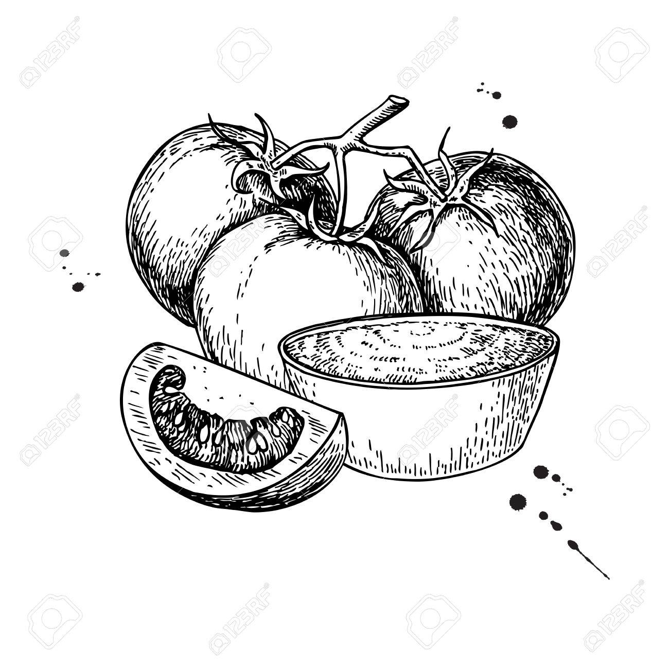 1300x1300 Tomato Sauce Drawing. Vector Isolated Illustration With Bowl