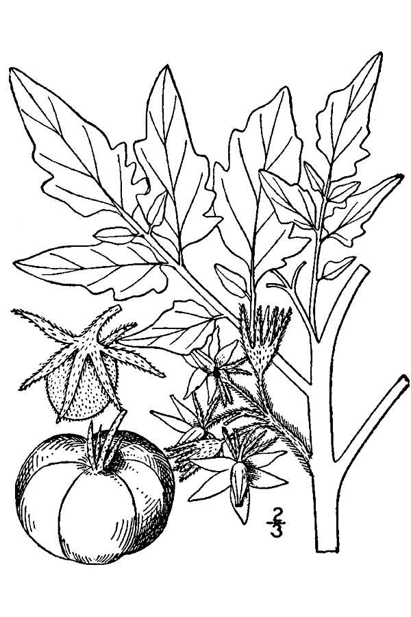 600x900 Large Image For Lycopersicon Lycopersicum () Usda Plants
