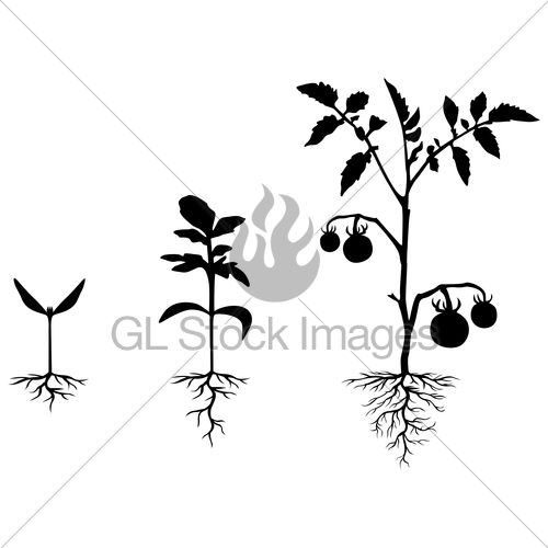 500x500 Set Of Silhouettes Of Tomato Plants Gl Stock Images
