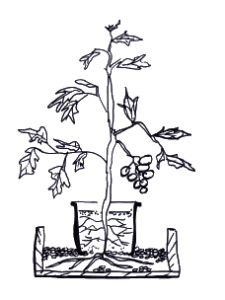 225x300 Tomatoes Amp Ring Culture Sunnyside Allotment Society