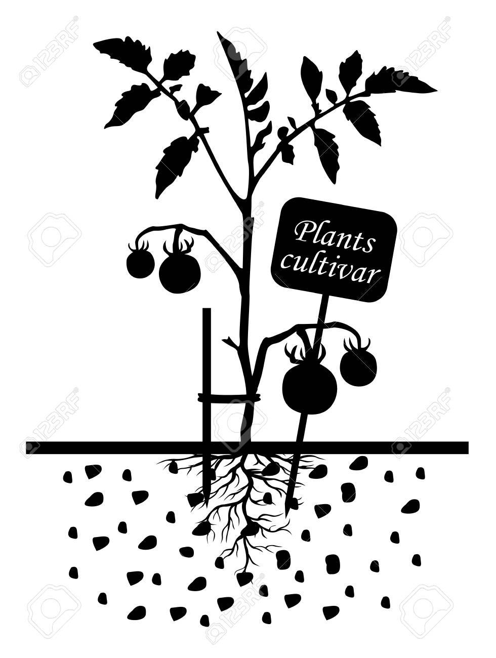 980x1300 Vector Illustrations Of Set Of Silhouettes Of Tomato Plants