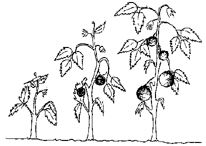 Tomato Plant Drawing at GetDrawings | Free download