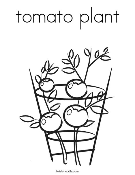 468x605 Tomato Plant Coloring Page