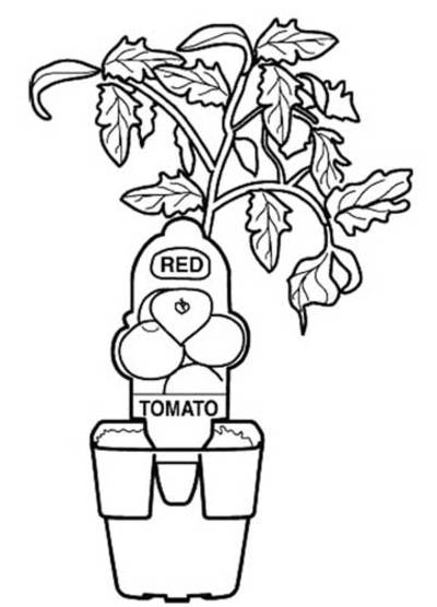 400x556 Bunnings Tomato Plant Poster Printable To Colour